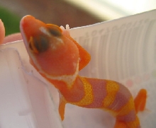 Tang RW Head Shot