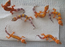 Some HG Tangs For '06