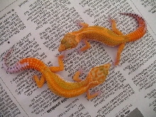 Some Hot Geckos For '06