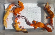 Tang Assortment