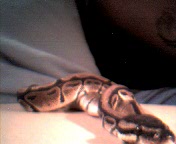 My newest addition
