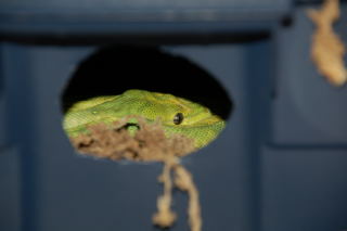 chondro