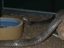 New Guinea Taipan