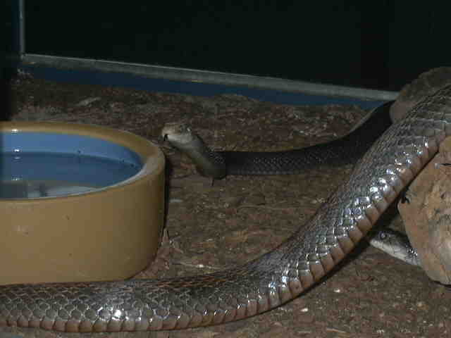 New Guinea Taipan