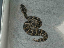 Baby Puff Adder