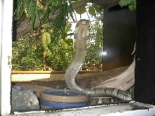 banded king cobra