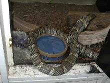 banded king cobra