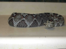 Rhinoceros Viper
