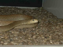 Coastal Taipan