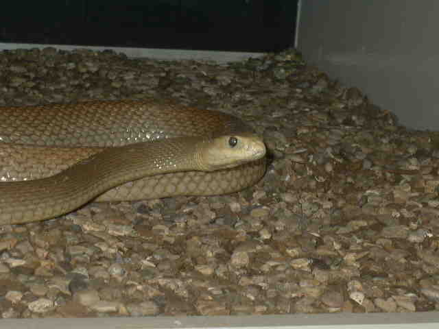 Coastal Taipan