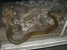 inland Taipan/ Fierce Snake