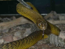 inland taipan/fierce snake