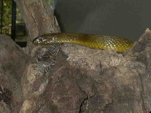 inland taipan/fierce snake