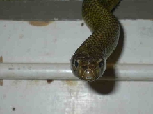 inland taipan/ fierce snake