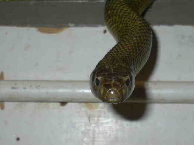 inland taipan/ fierce snake