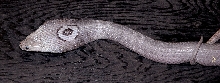 Lavender kaouthia