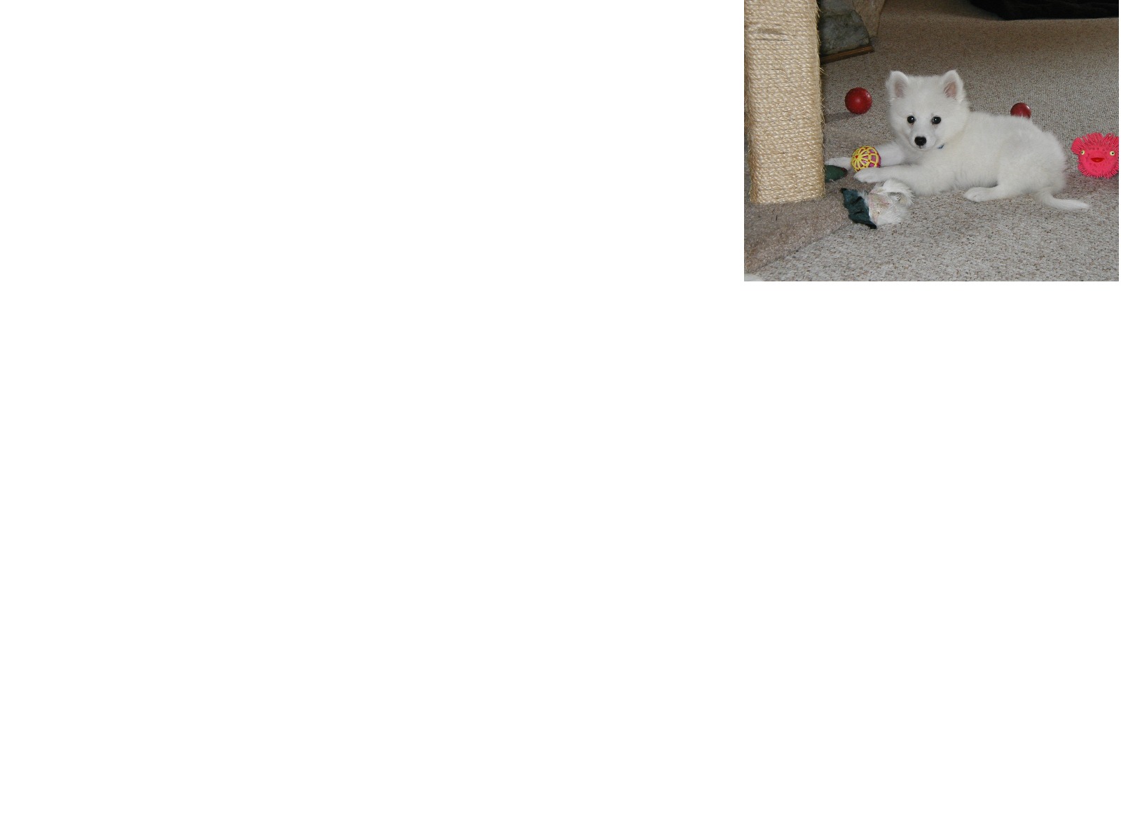 Kodi
