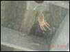 What kind of Spider is this??