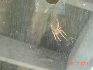 What kind of Spider is this??