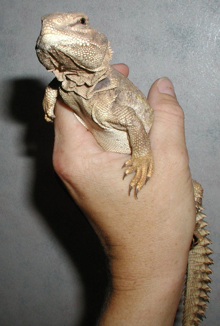 One of my Mali's