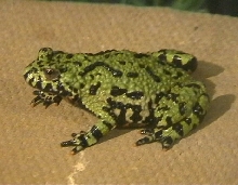 CAMELEON