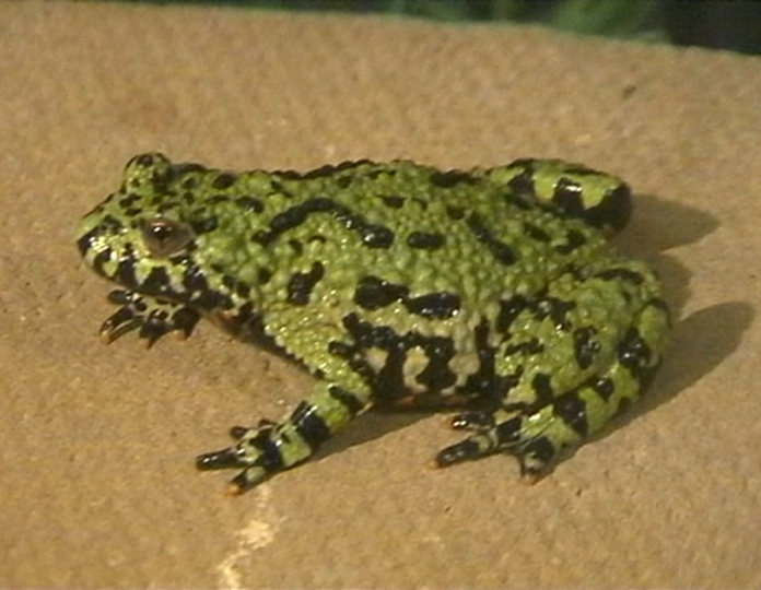 CAMELEON