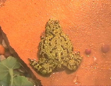 CAMELEON 2