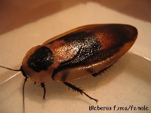 Blaberus fusca/female