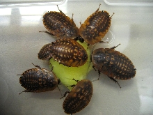 B. fusca roach