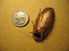 Blaberus discoidalis