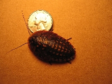 Blaberus fusca nymph