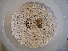 Coleonyx mitratus eggs