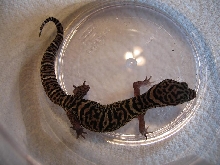 Coleonyx mitratus female