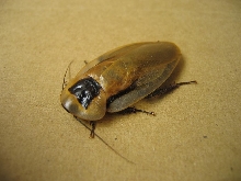 B. discoidalis