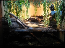 Bronx zoo, Mertens Monitor enclosure