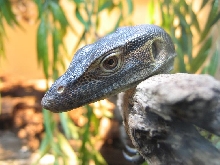 Mertens' monitor /  Bronx zoo