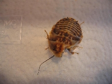 chewed discoid