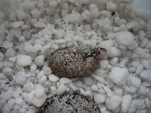 Coleonyx mitratus hatchling