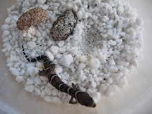 Coleonyx mitratus hatchling
