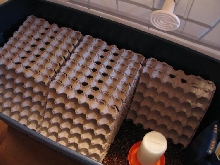 Roach breeding enclosure