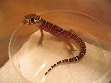 C. mitratus hatchling
