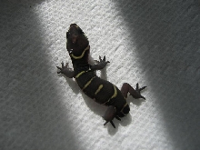 Coleonyx mitratus