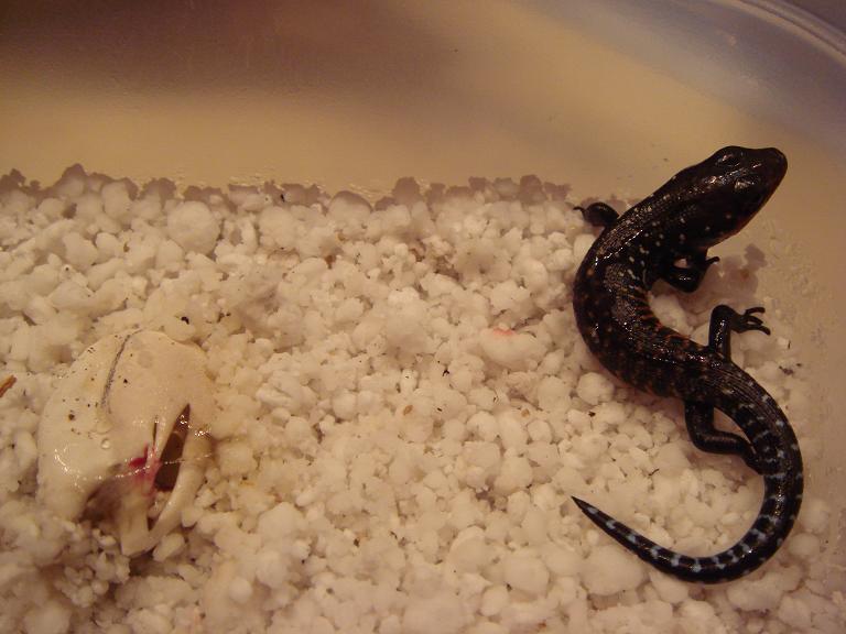 Fire Skink hatchling  5.10.2007