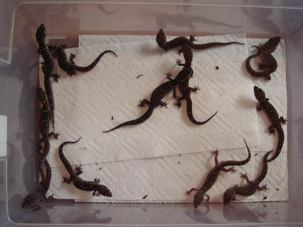 C.mitratus