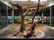 Staten Island Zoo croc monitor enclosure