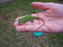 anole