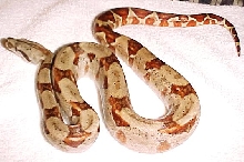 Dh Ghost