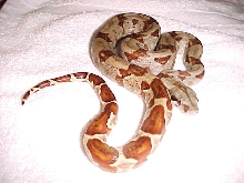 Dh Ghost