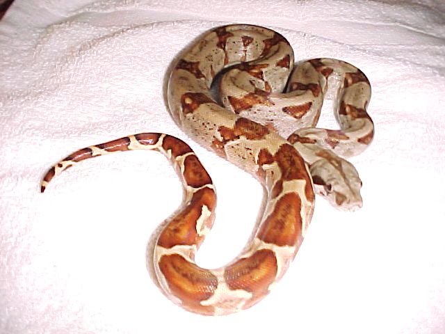 Dh Ghost