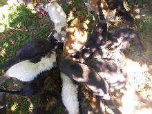 FEEDING FRENZY!!!